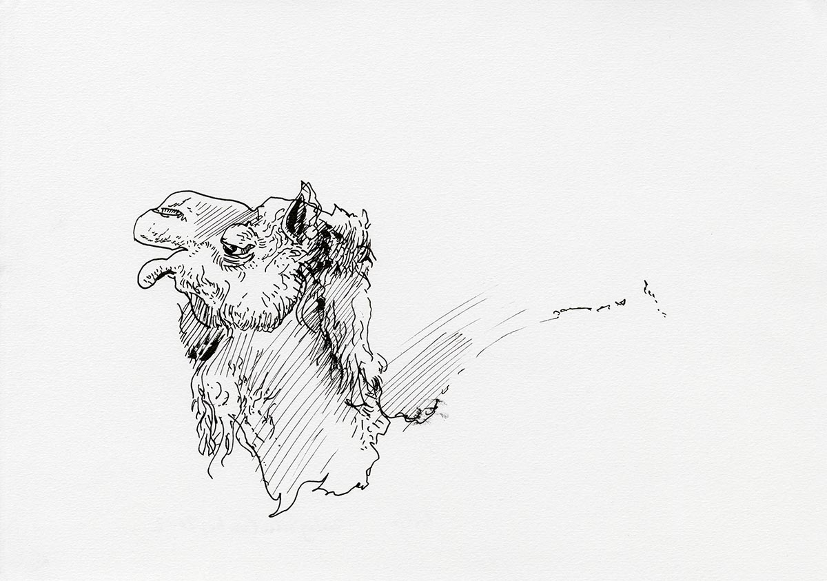 Dromedar, Berliner Zoo