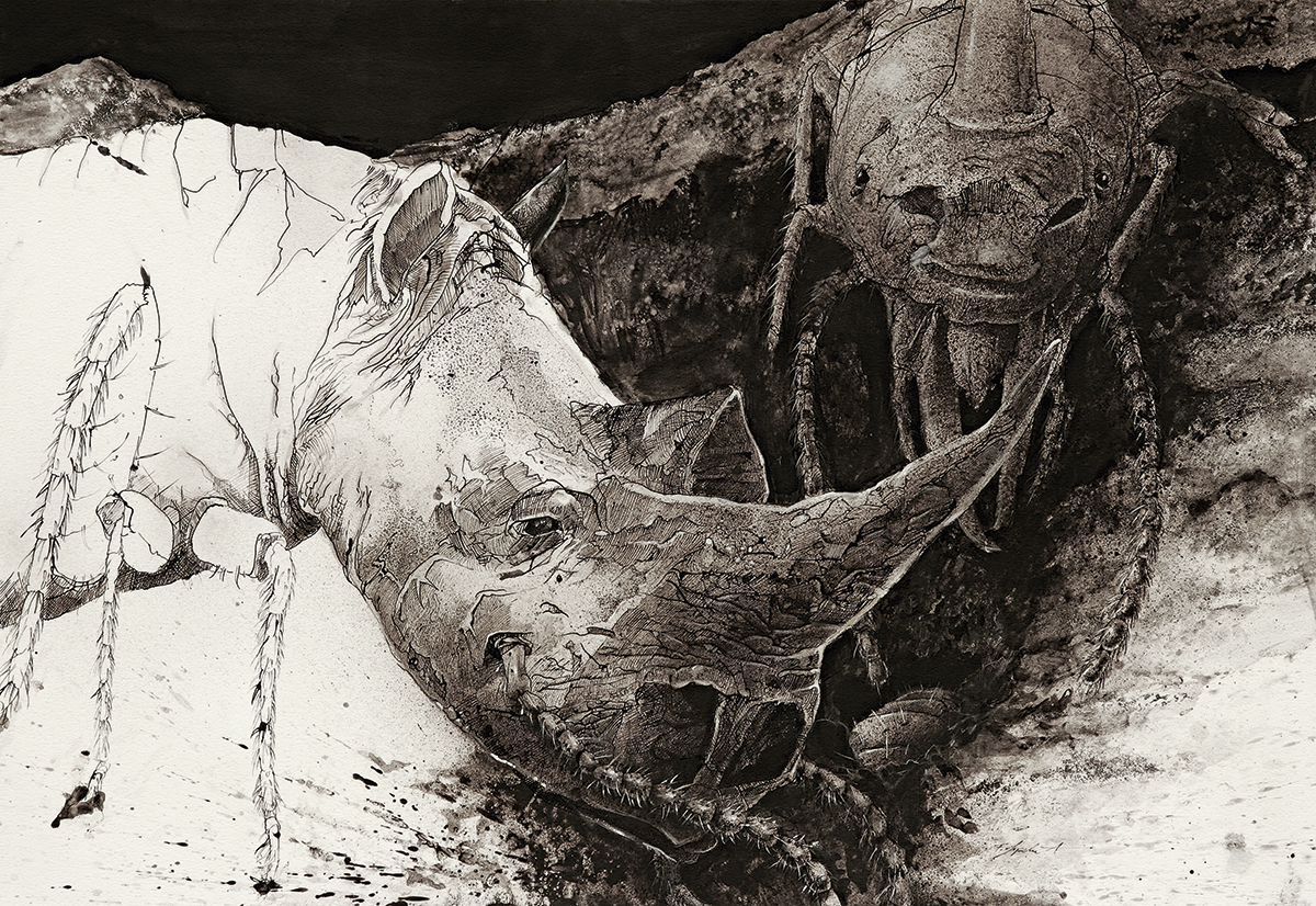 Metamorphose