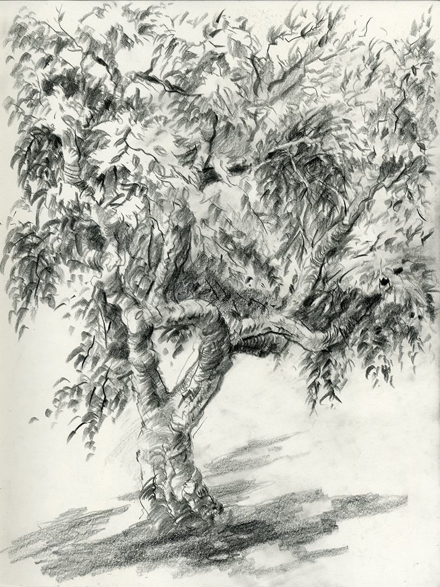 Korkeiche (2019, 35,3 x 26,5 cm, 1)
