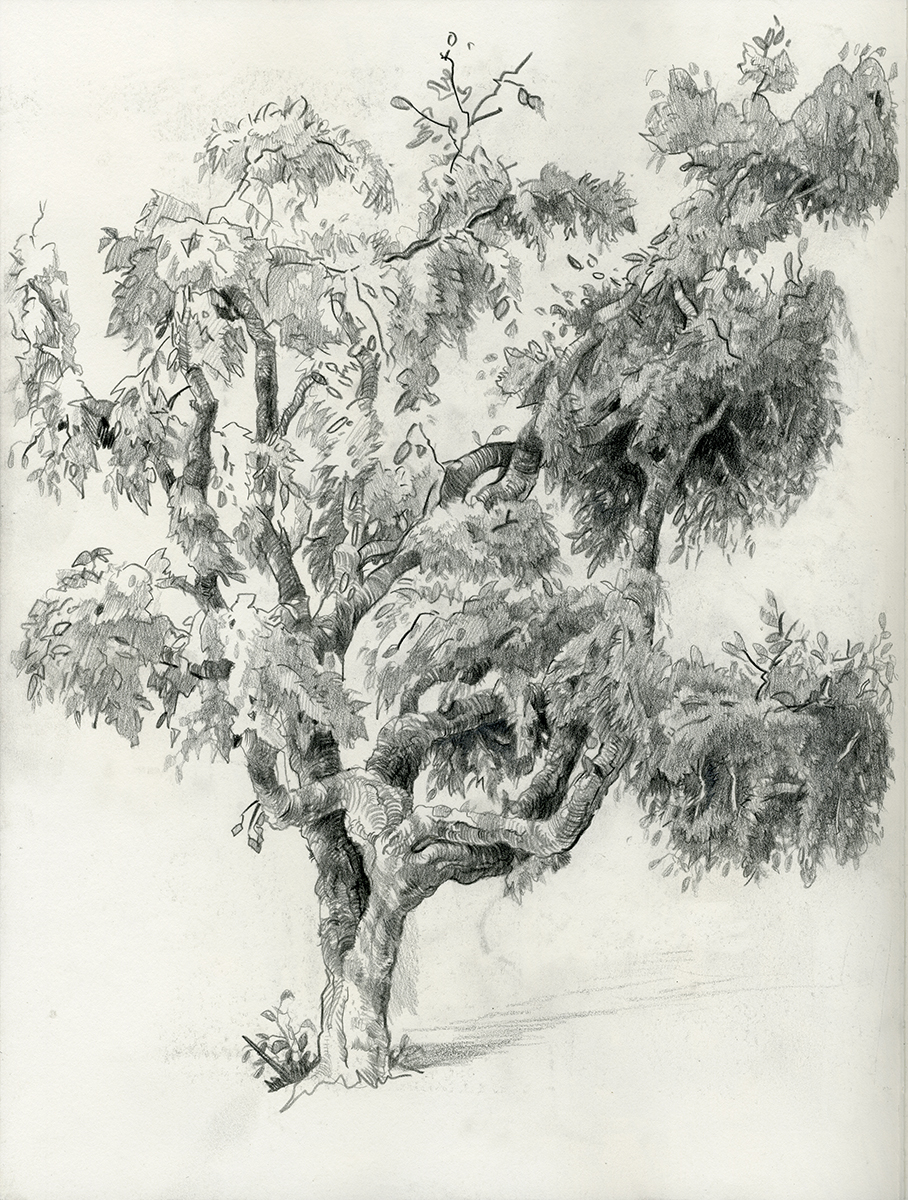 Korkeiche (2019, 35,3 x 26,5 cm, 2)
