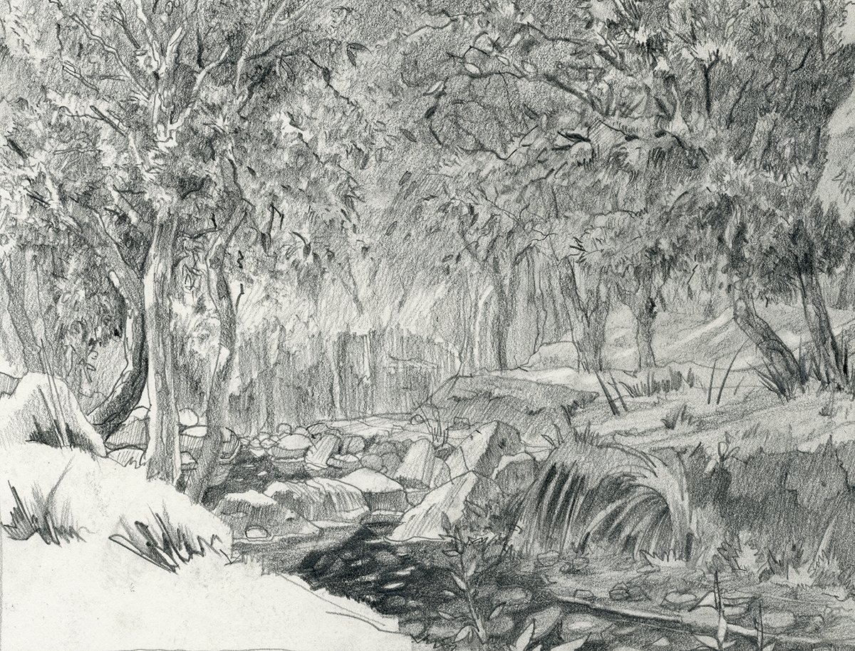Waldstück in der Provence